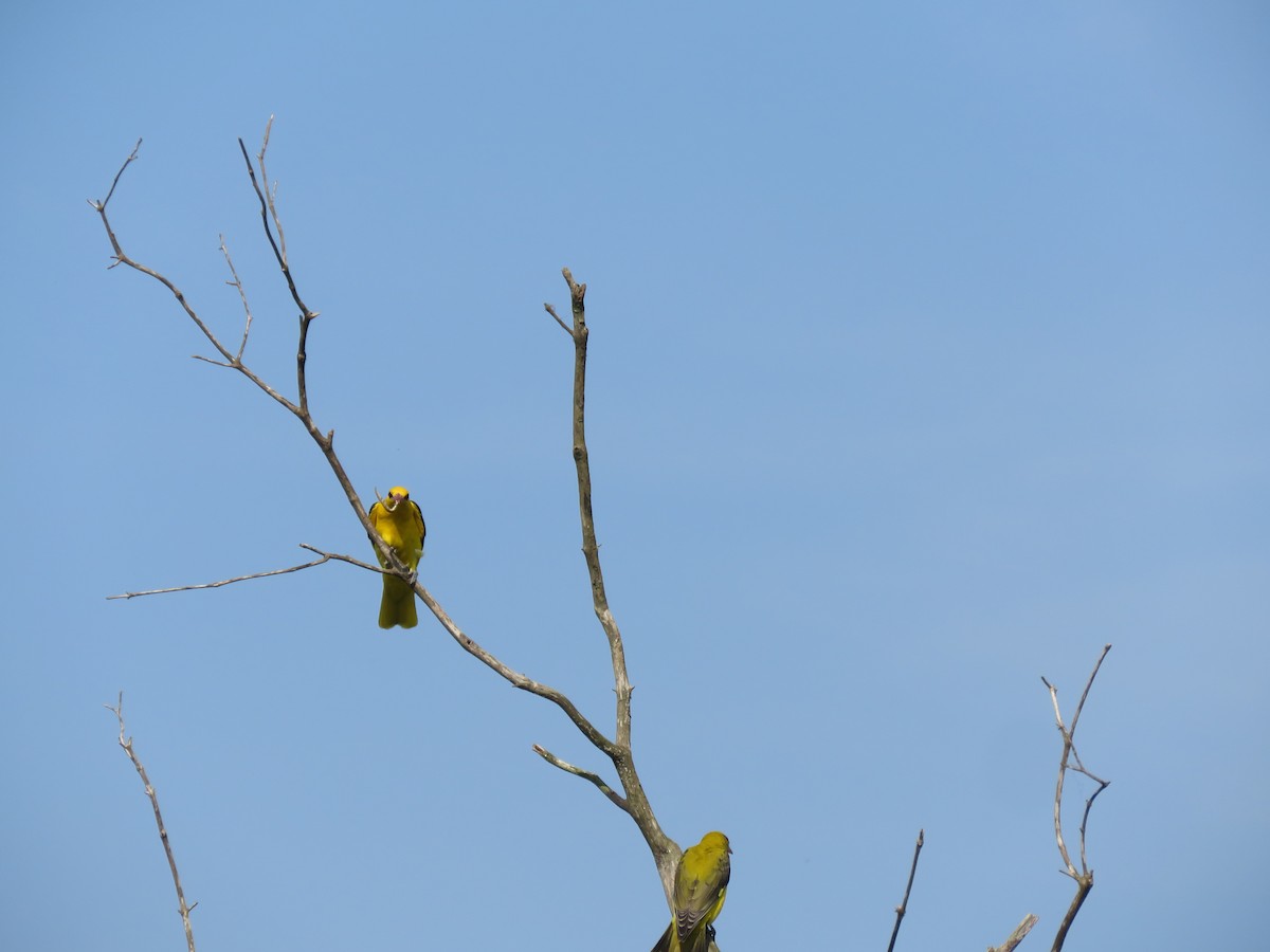 Loriot indien - ML647744722