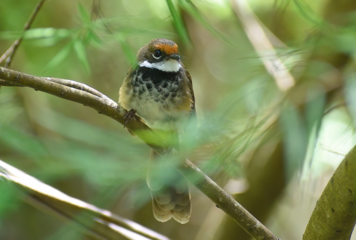 Australian Rufous Fantail - ML647744725