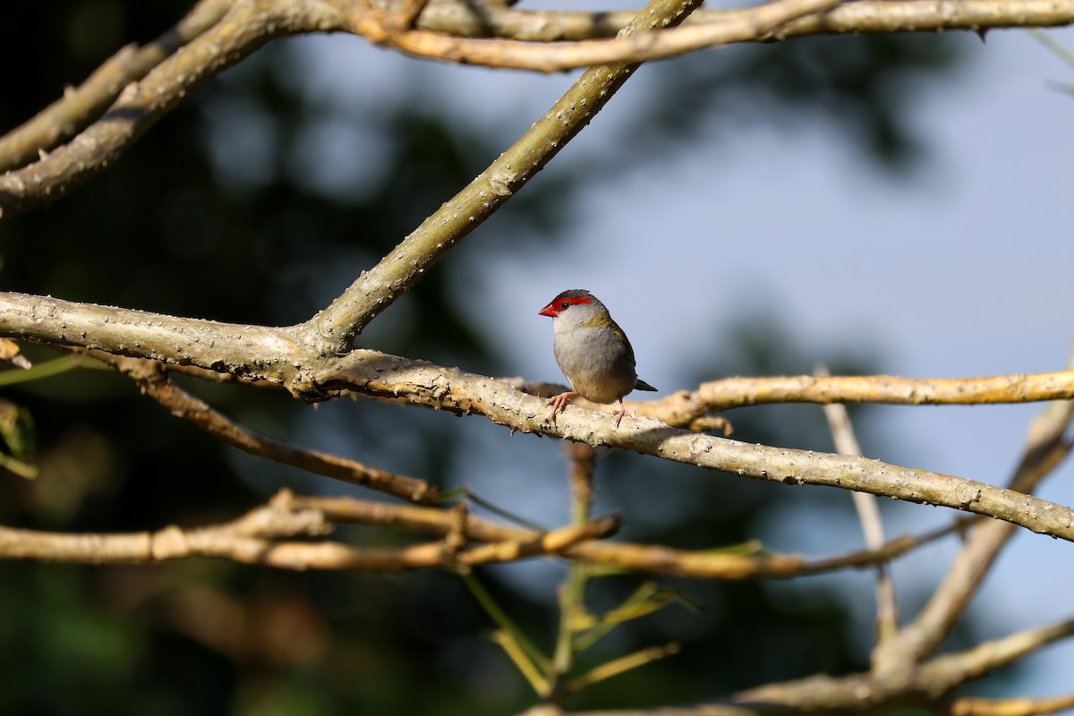 Red-browed Firetail - ML647744764