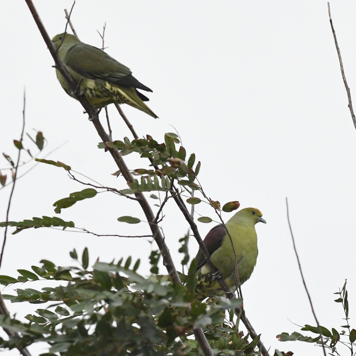 Whistling Green-Pigeon - ML647744766