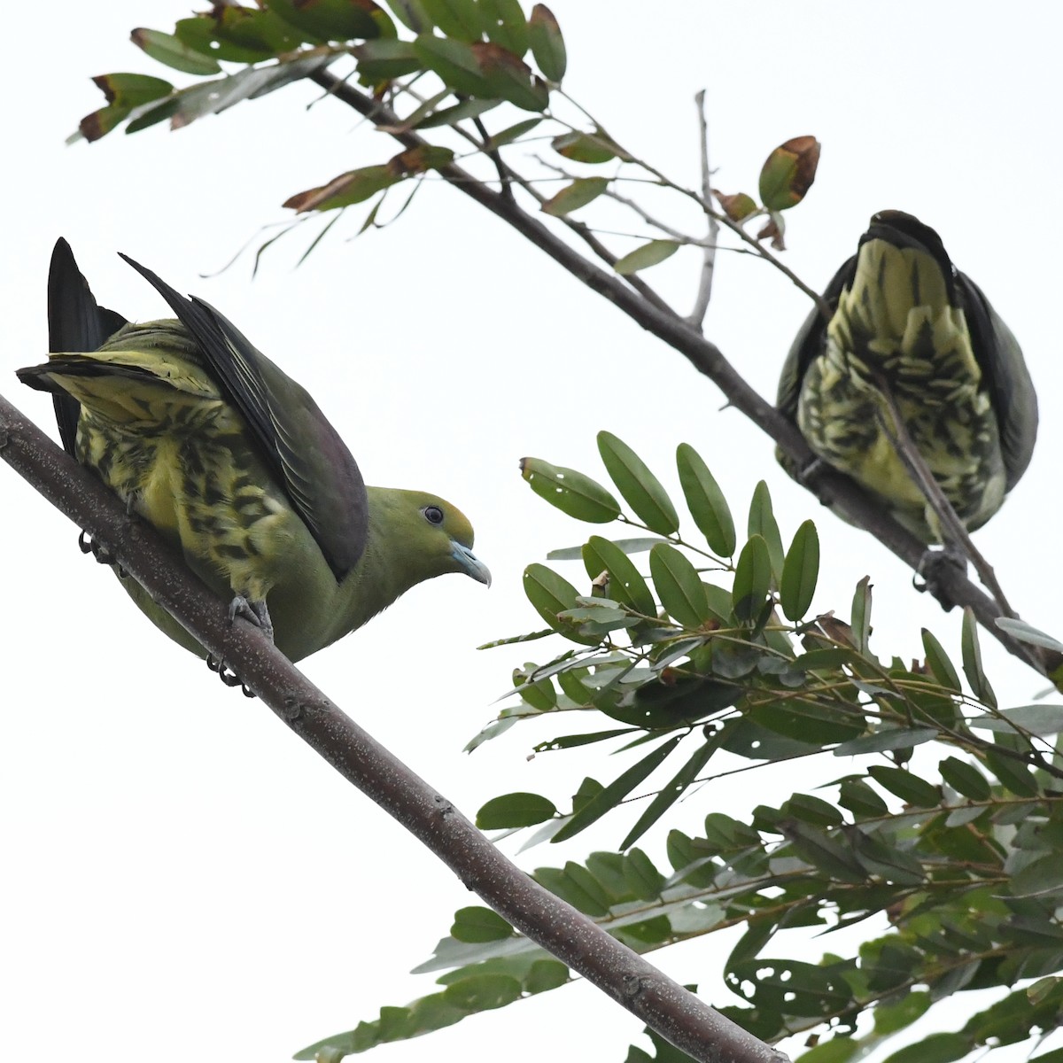 Whistling Green-Pigeon - ML647744768