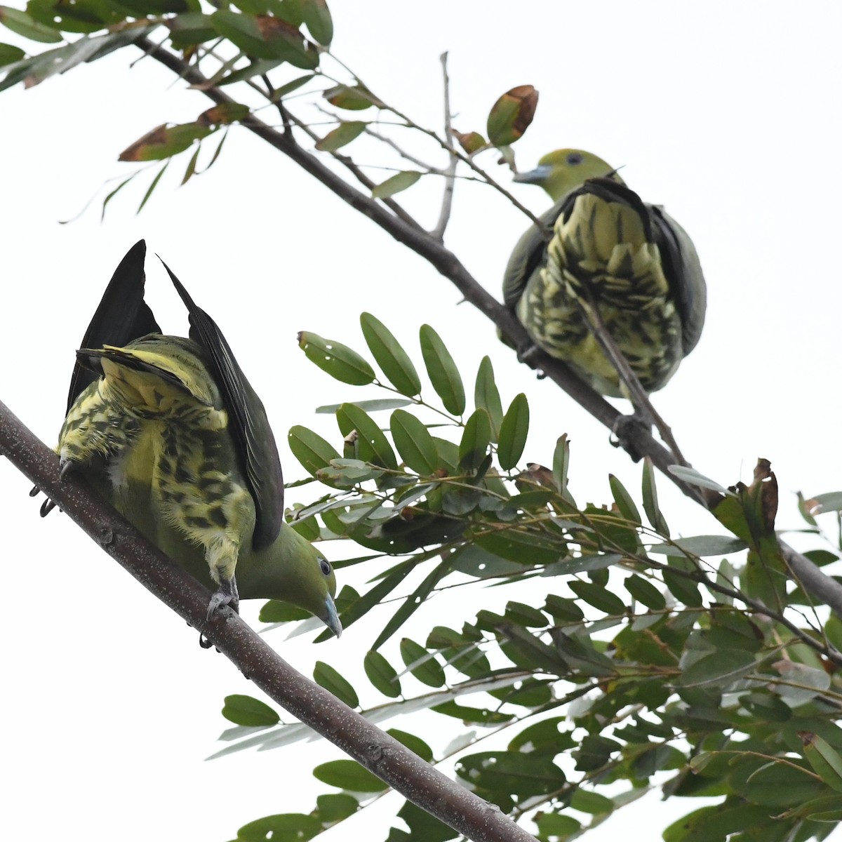 Whistling Green-Pigeon - ML647744769