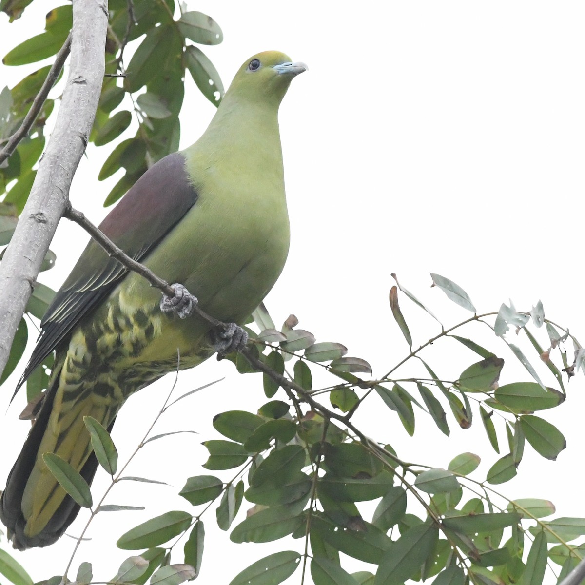 Whistling Green-Pigeon - ML647744771
