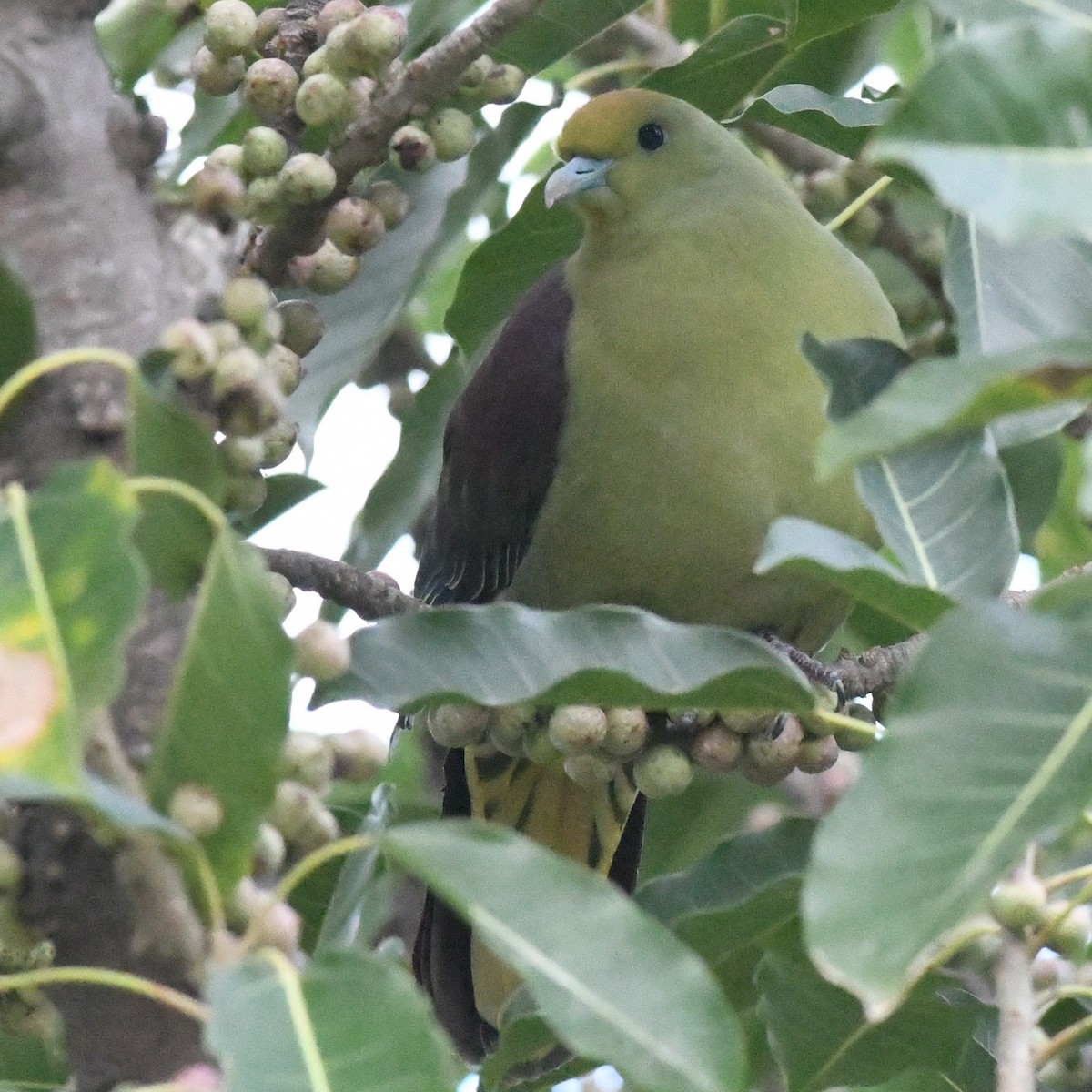 Whistling Green-Pigeon - ML647744772