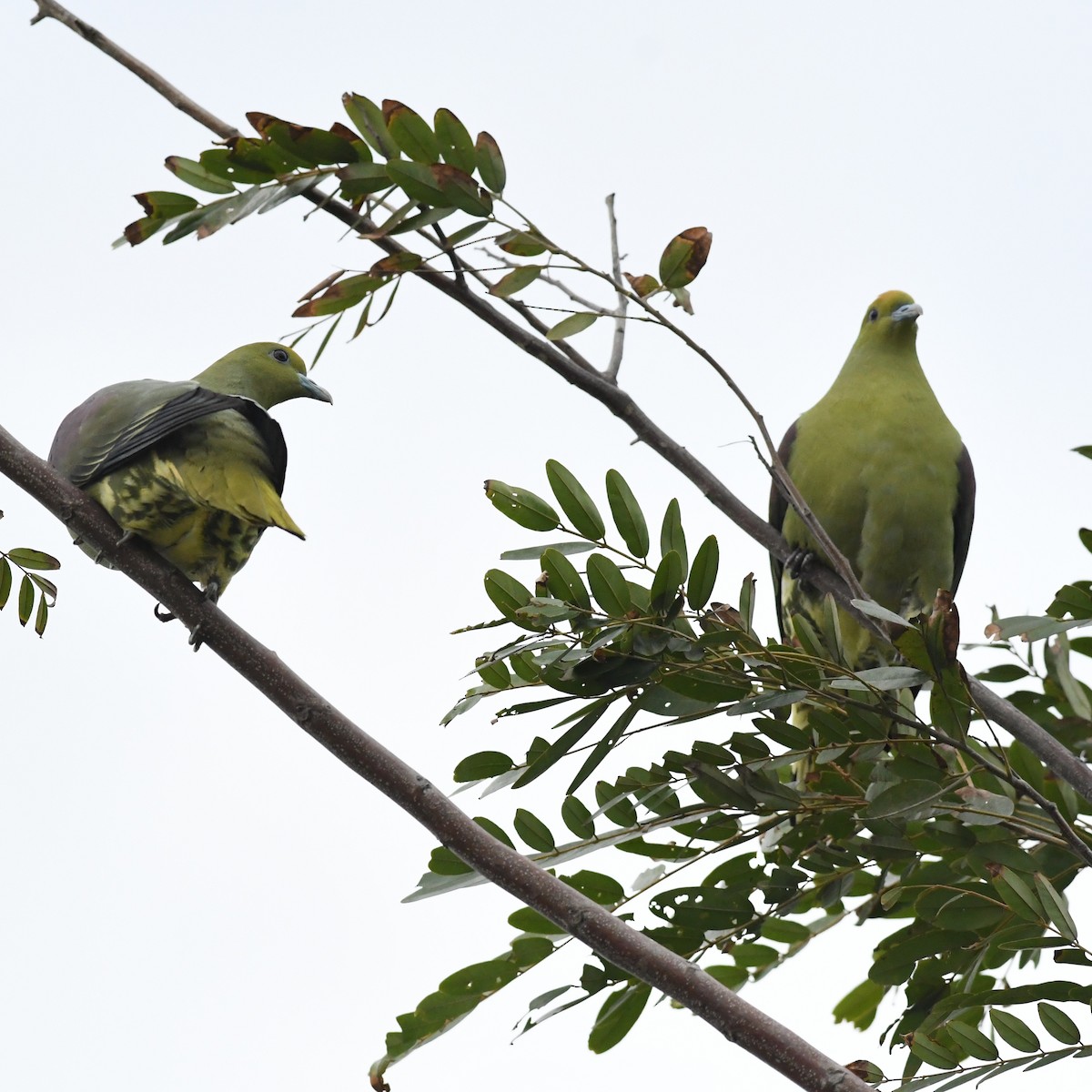 Whistling Green-Pigeon - ML647744773