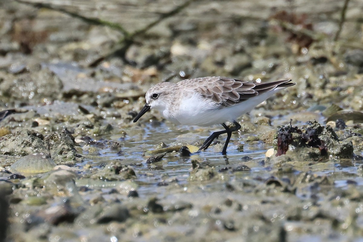 Red-necked Stint - ML647744776