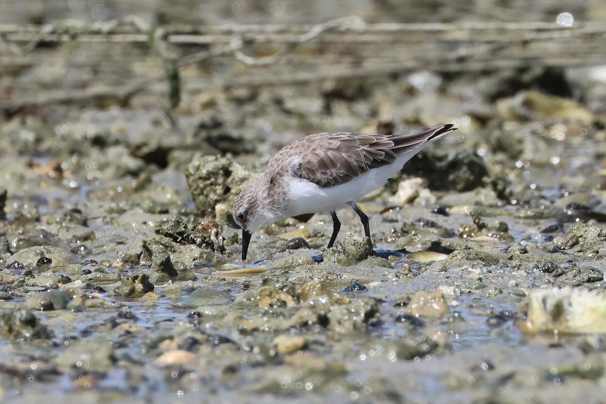 Red-necked Stint - ML647744777