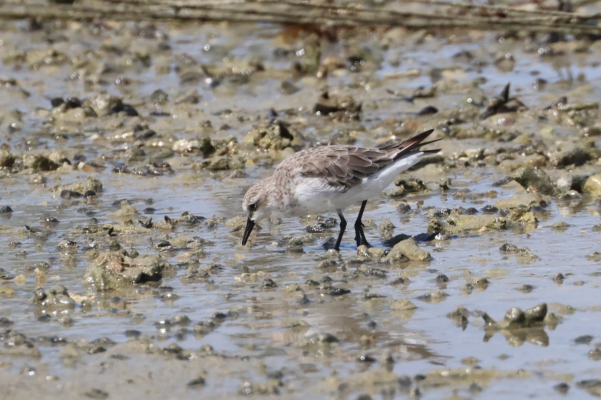 Red-necked Stint - ML647744778