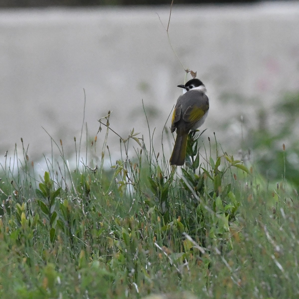 Styan's Bulbul - ML647744779