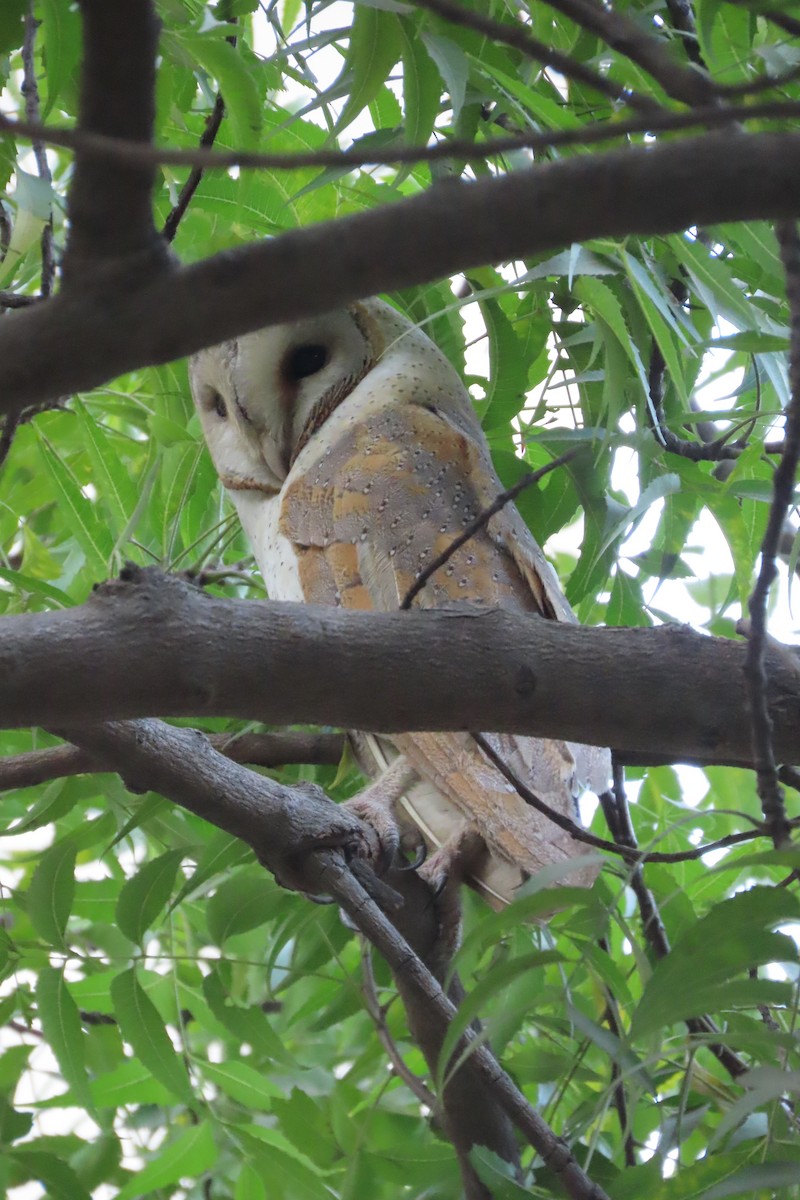 Eastern Barn Owl - ML647744780