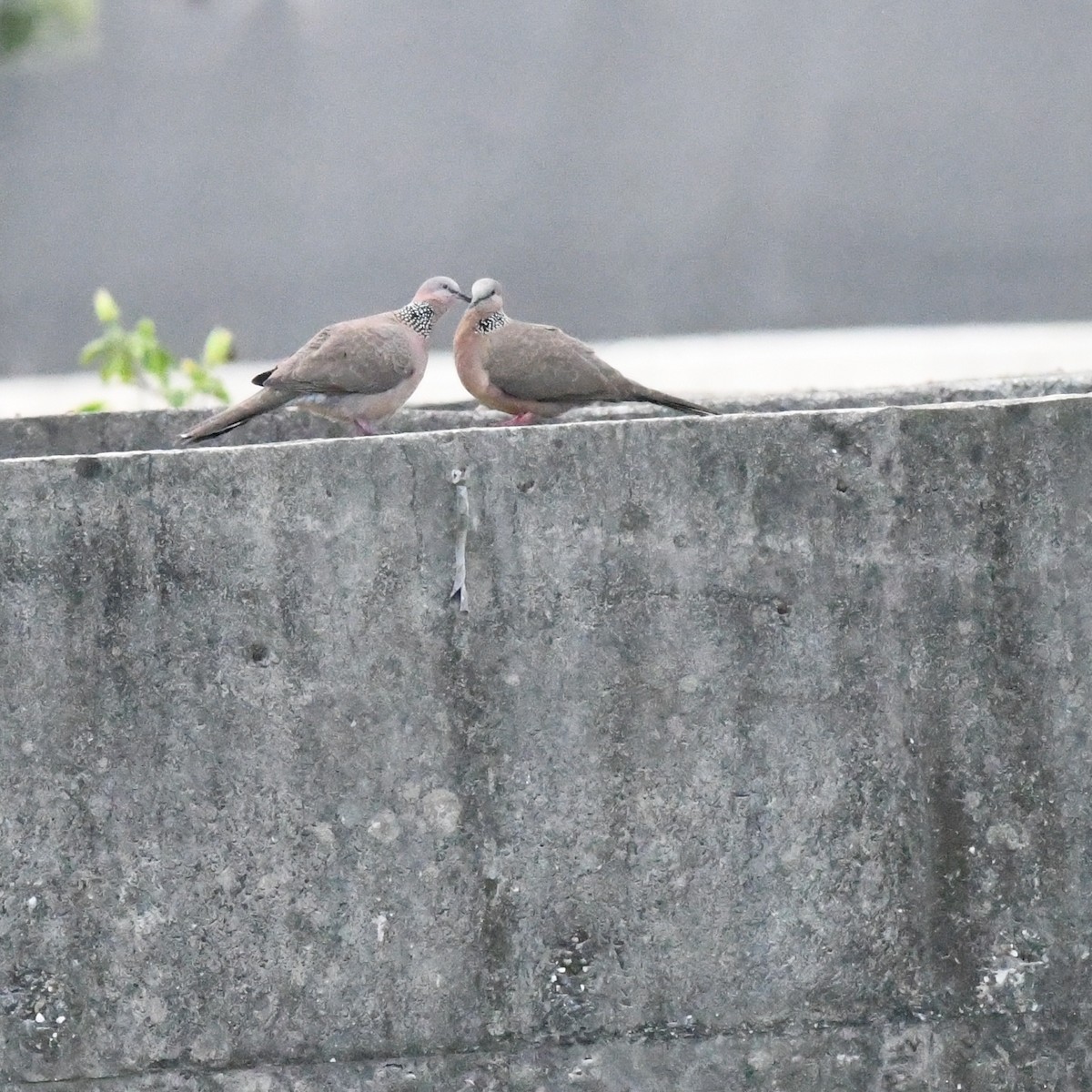 Spotted Dove - ML647744781