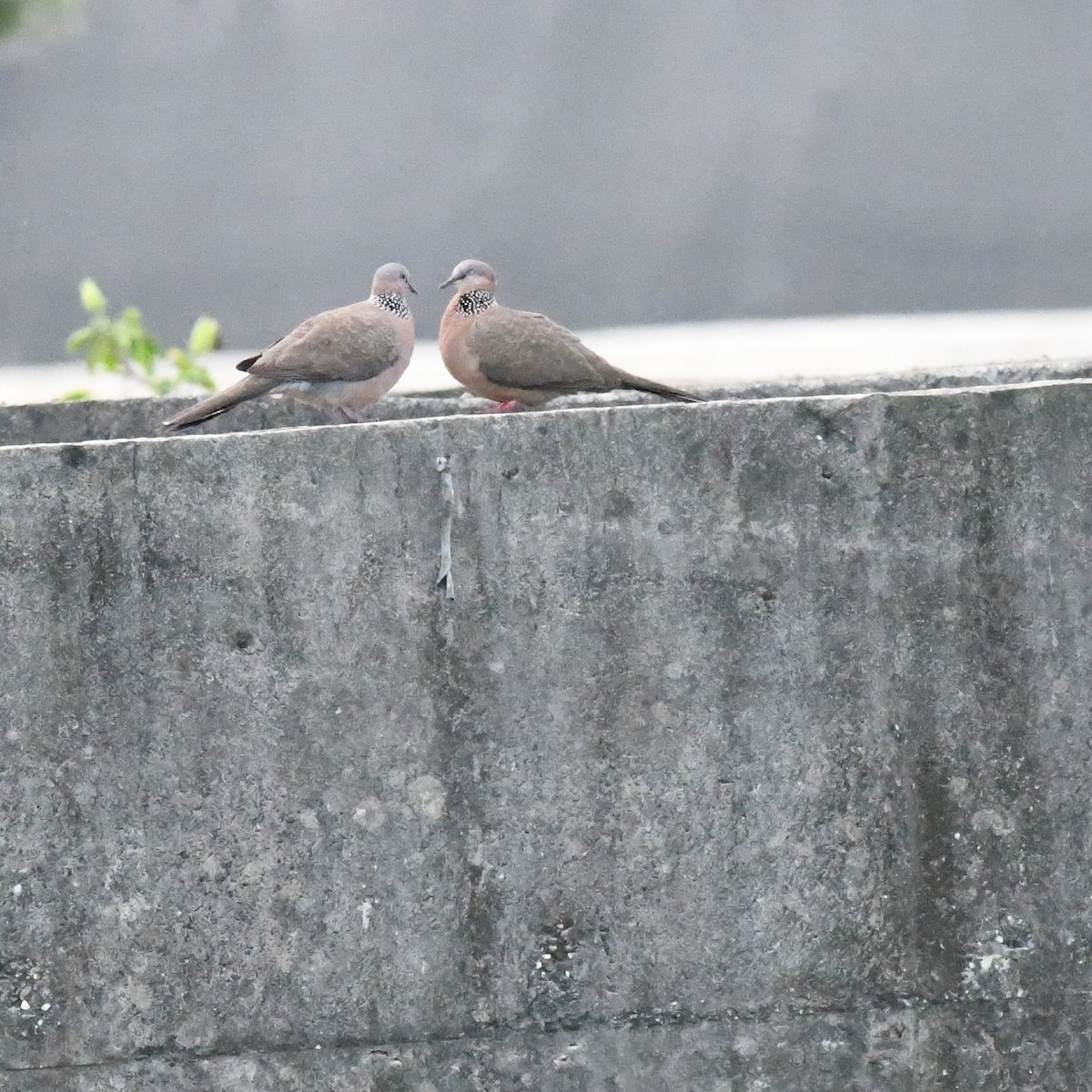 Spotted Dove - ML647744782