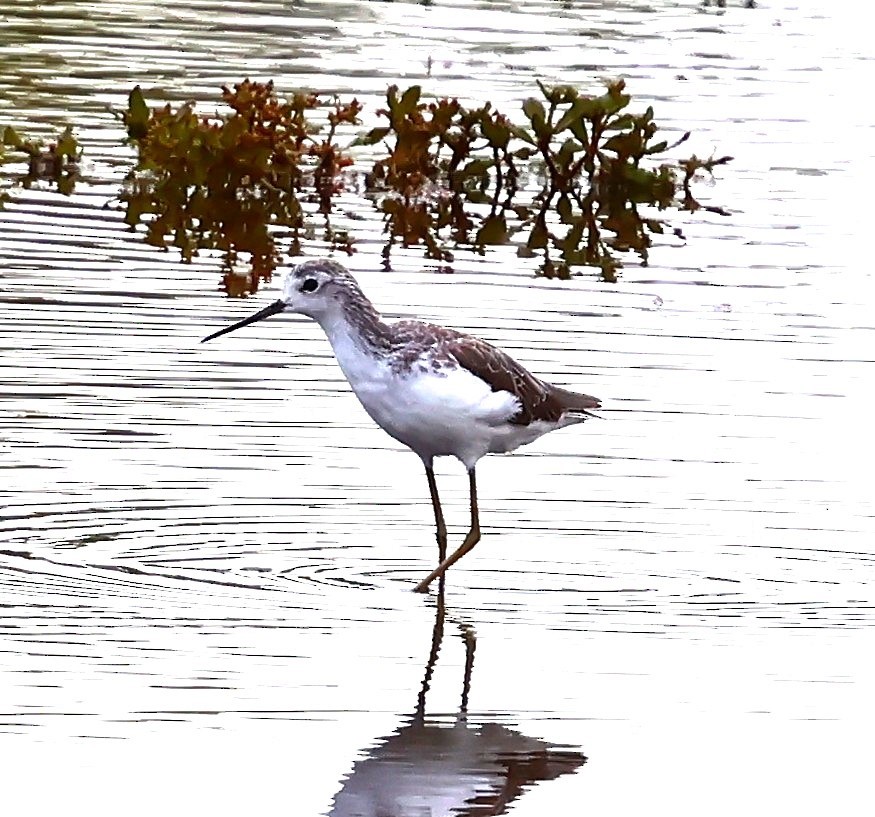 Marsh Sandpiper - ML647744784