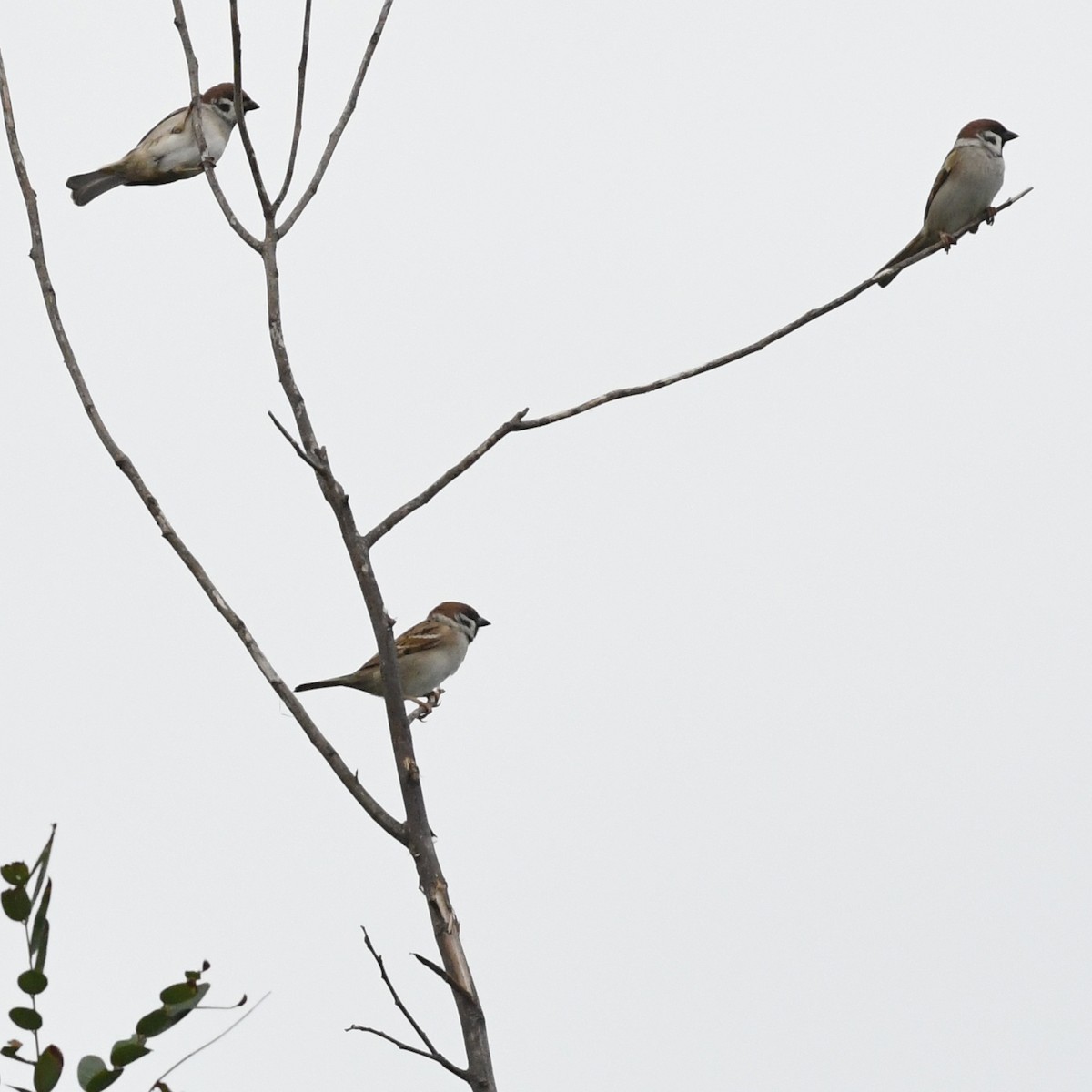 Eurasian Tree Sparrow - ML647744785