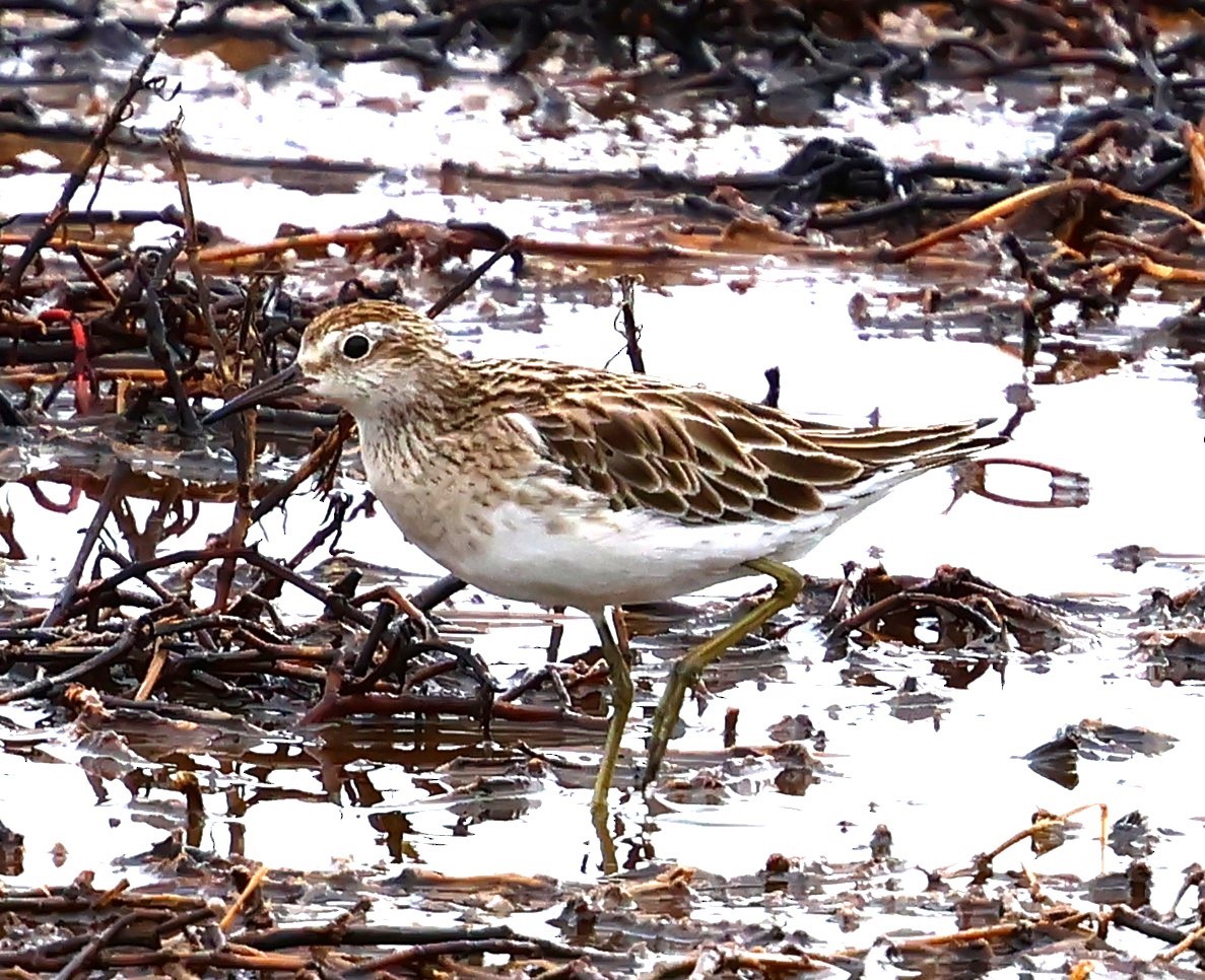 Sharp-tailed Sandpiper - ML647744786