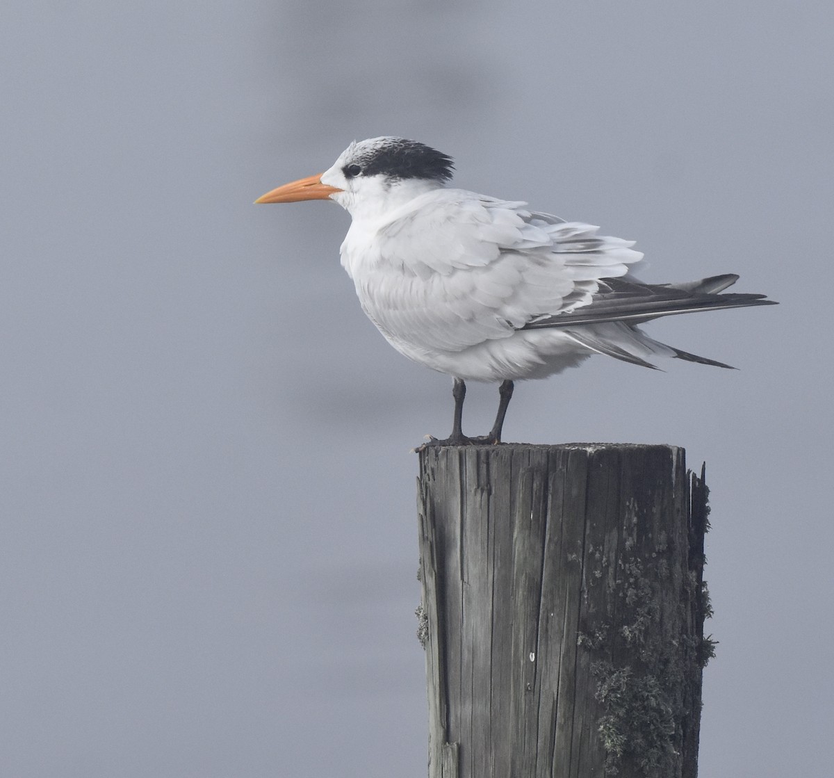 Royal Tern - ML647744787