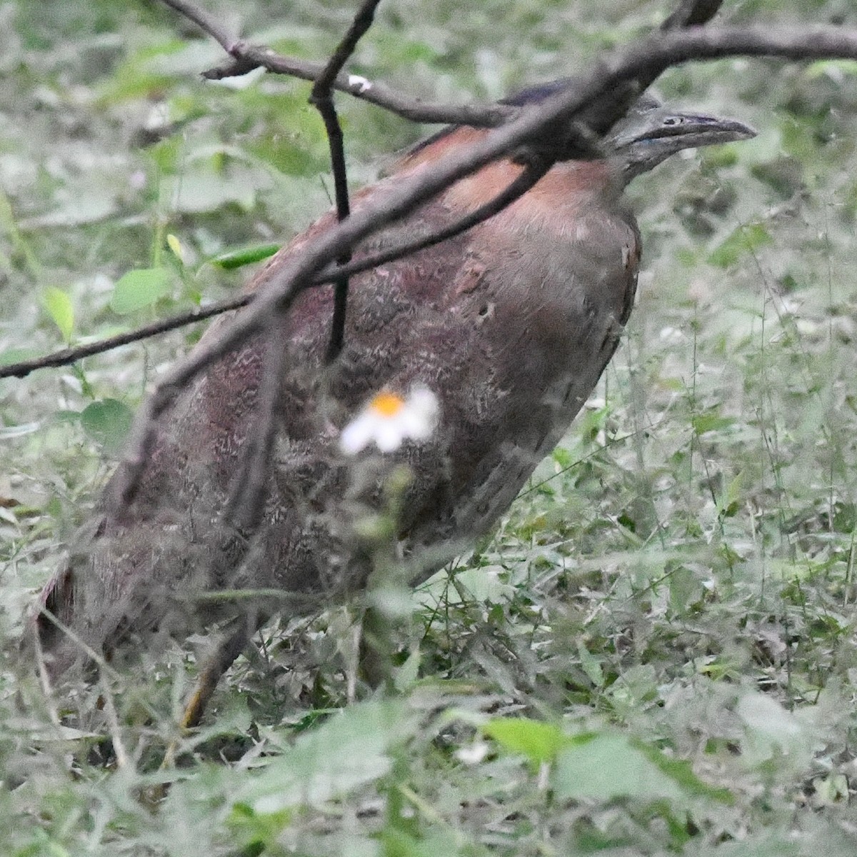 Malayan Night Heron - ML647744799