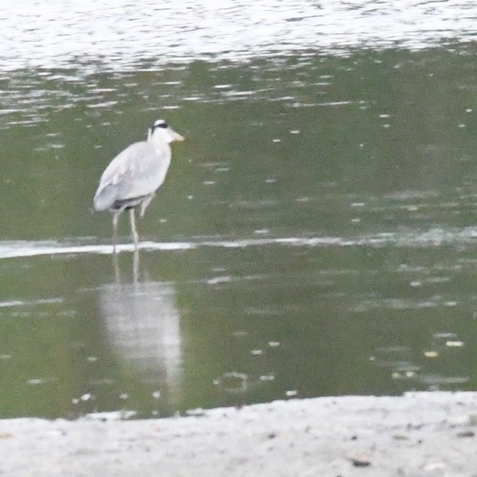 Gray Heron - ML647744801