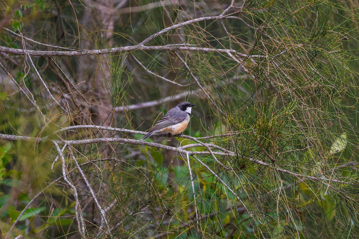 Rufous Whistler - ML647744803