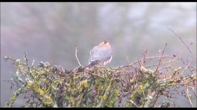 Merlin (Eurasian) - ML647744804