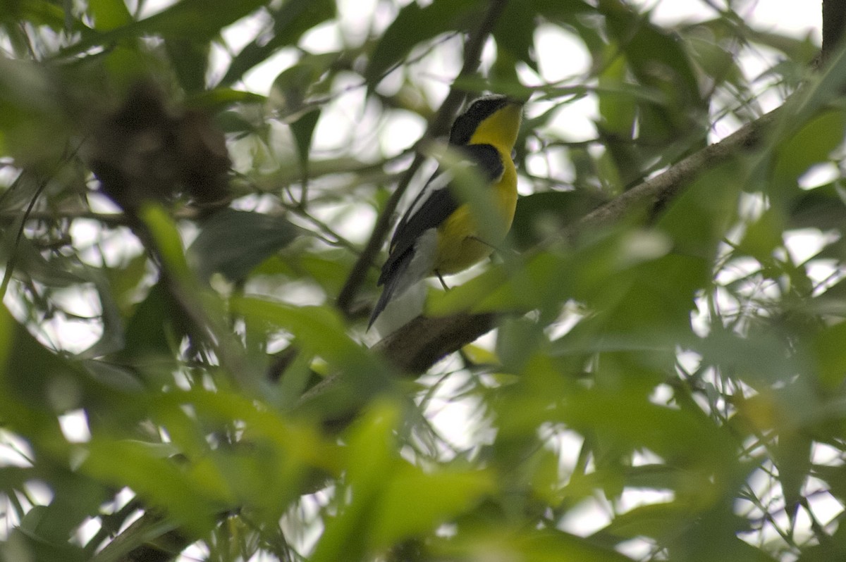 Yellow-rumped Flycatcher - ML647744805