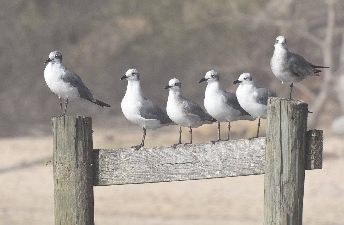 Laughing Gull - ML647744806