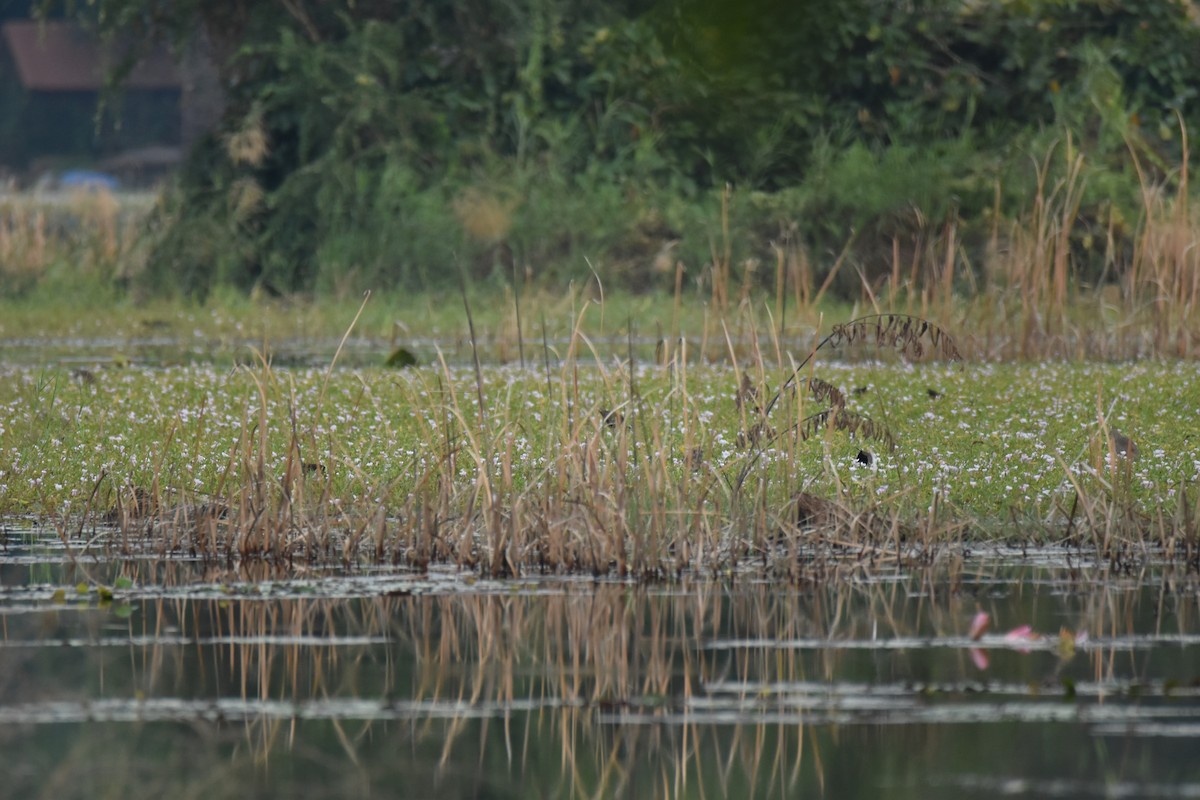 ostnák hnědoocasý - ML647744817