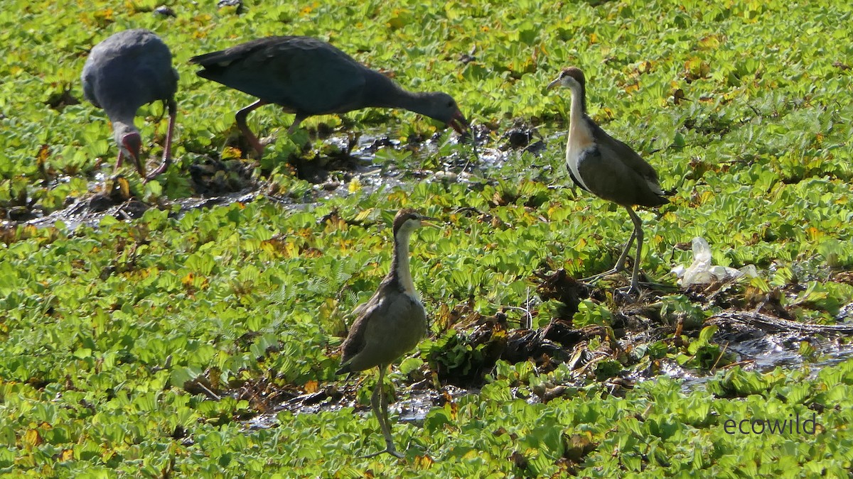 ostnák hnědoocasý - ML647744825