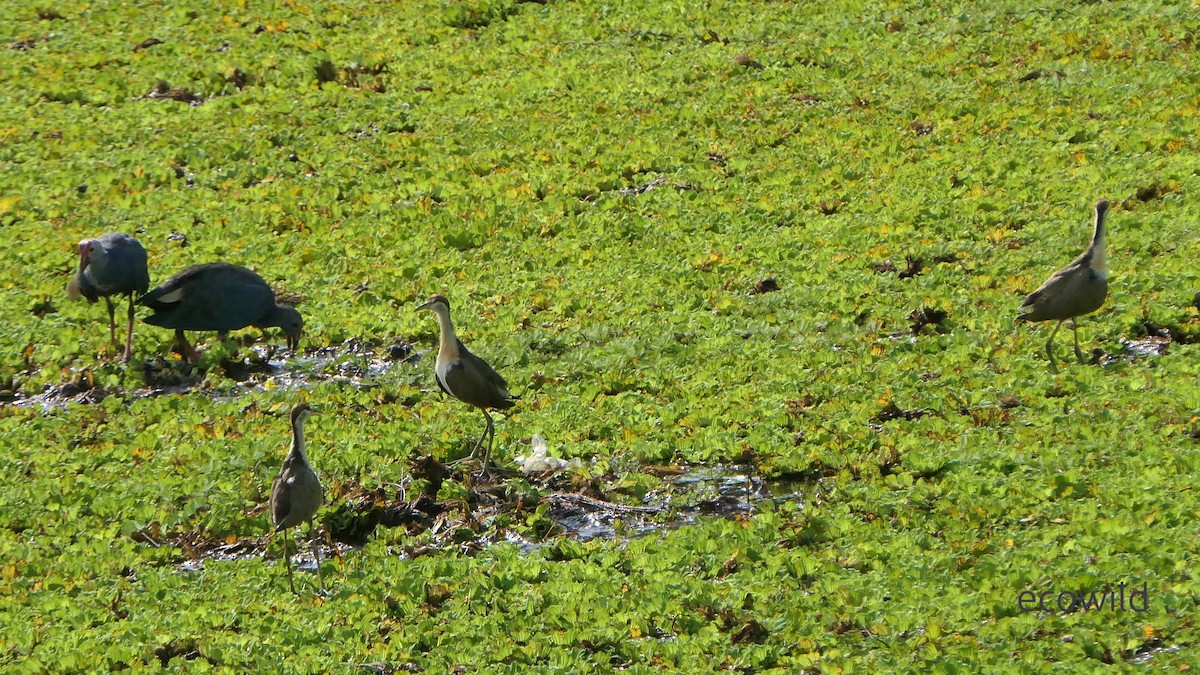 ostnák hnědoocasý - ML647744826