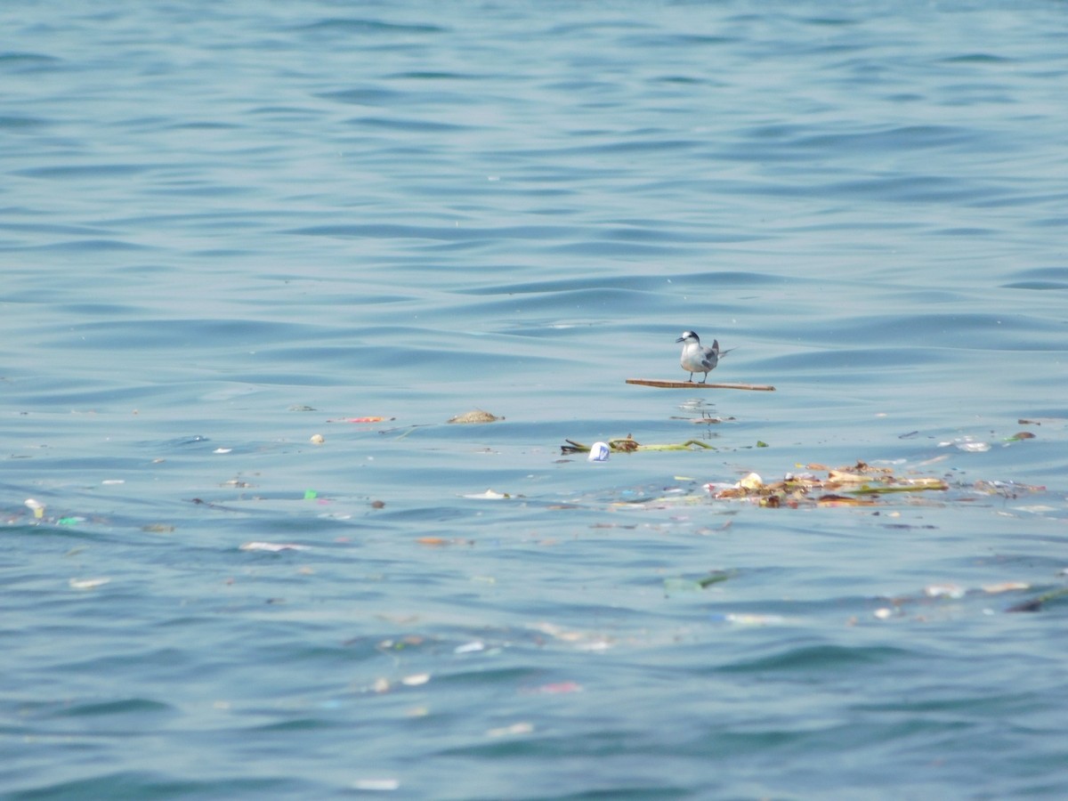 Common Tern (longipennis) - ML647744829
