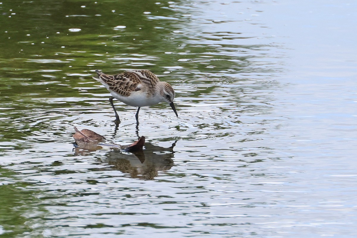 Little Stint - ML647744850