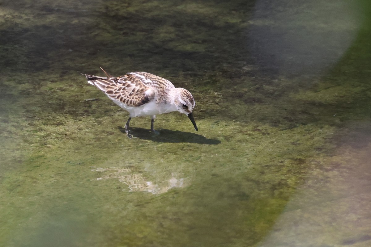 Little Stint - ML647744851