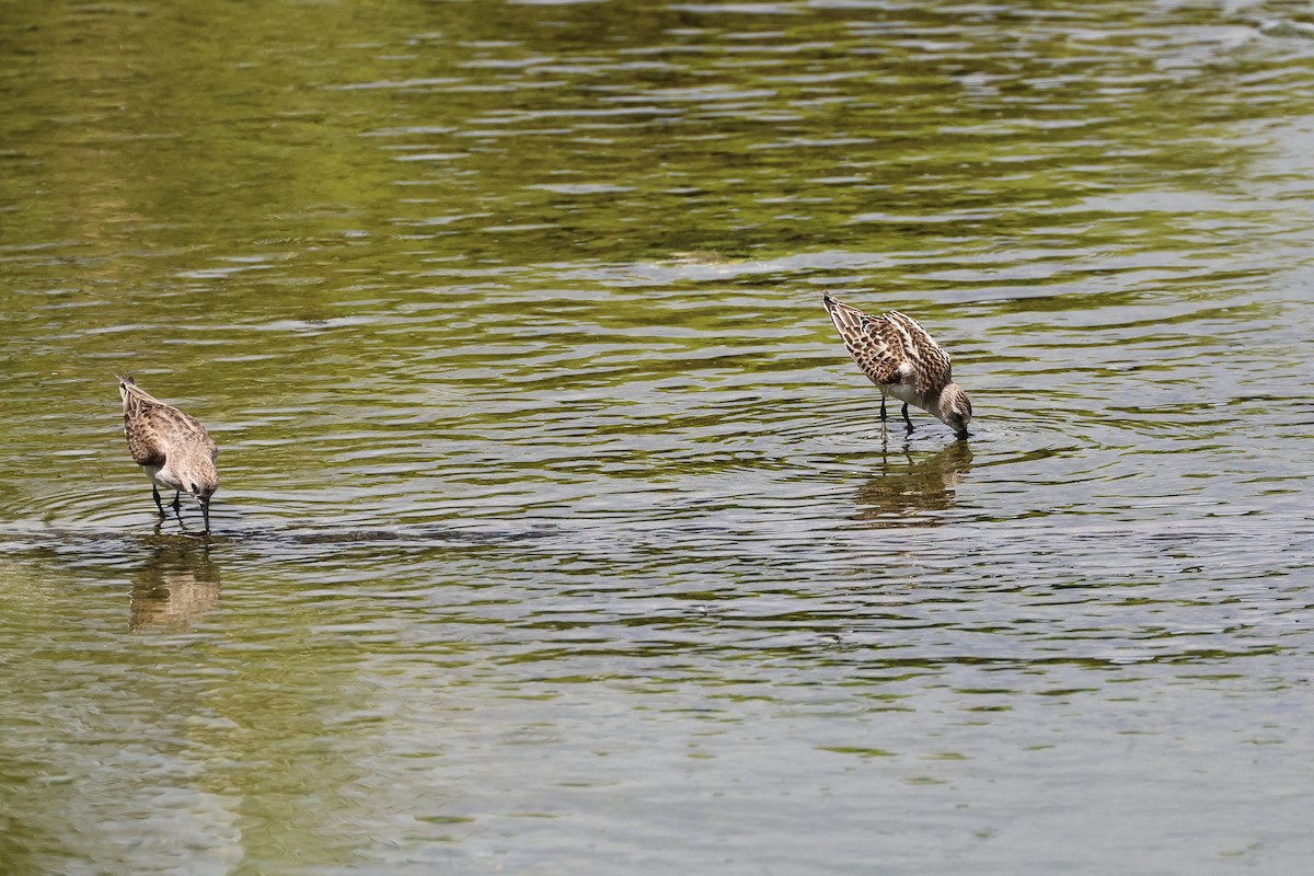 Little Stint - ML647744853