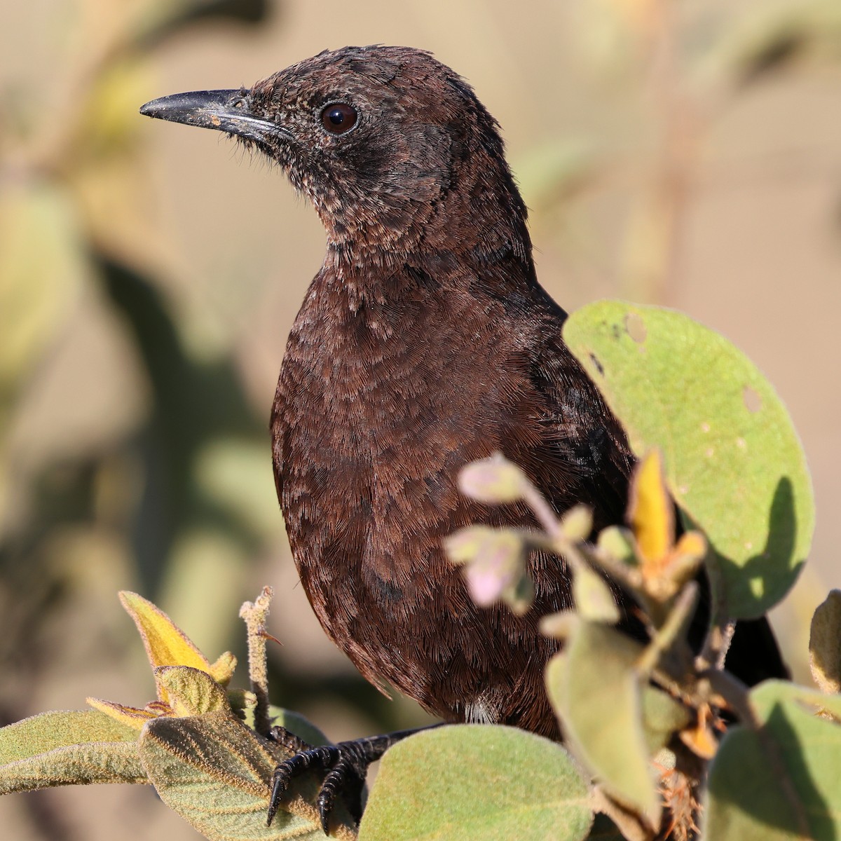 Northern Anteater-Chat - ML647744856