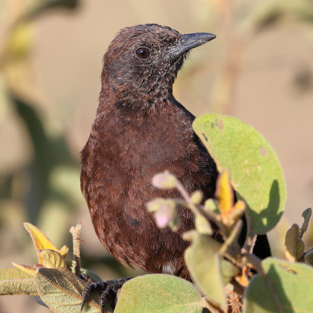 Northern Anteater-Chat - ML647744857