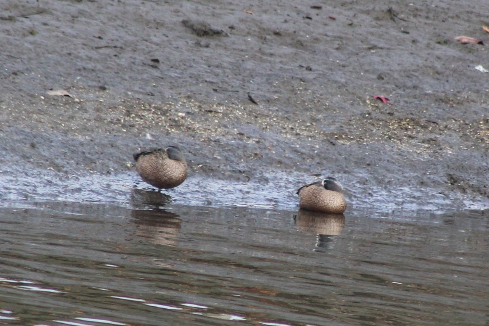 Blue-winged Teal - ML647744862