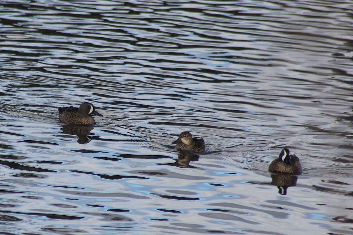 Blue-winged Teal - ML647744863