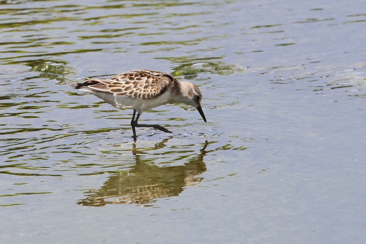 Little Stint - ML647744869
