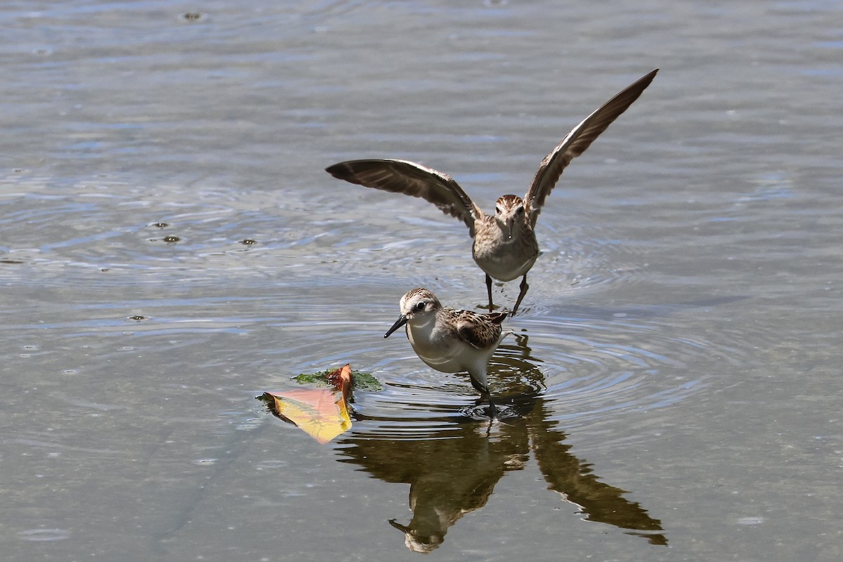 Little Stint - ML647744875