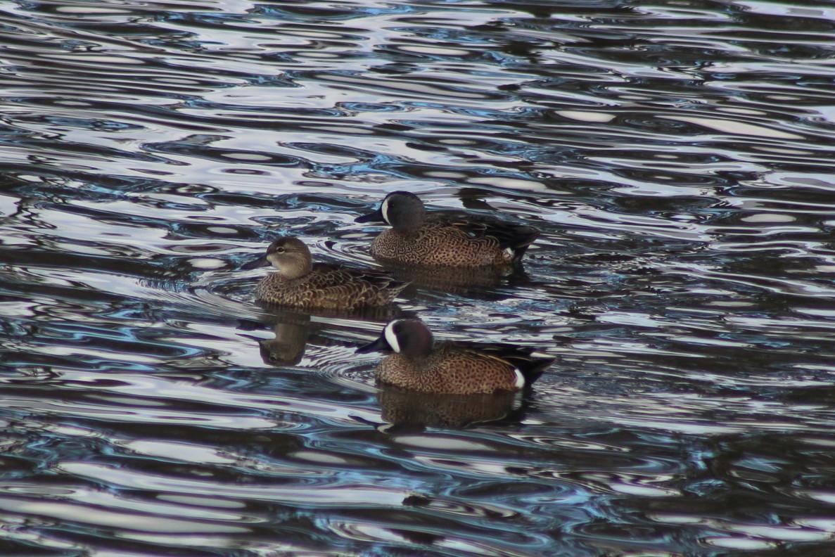 Blue-winged Teal - ML647744887
