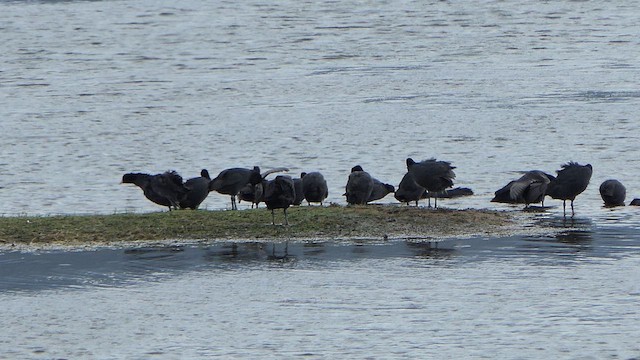 白冠雞 - ML647744927