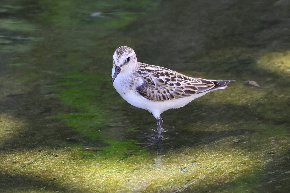 Little Stint - ML647744928
