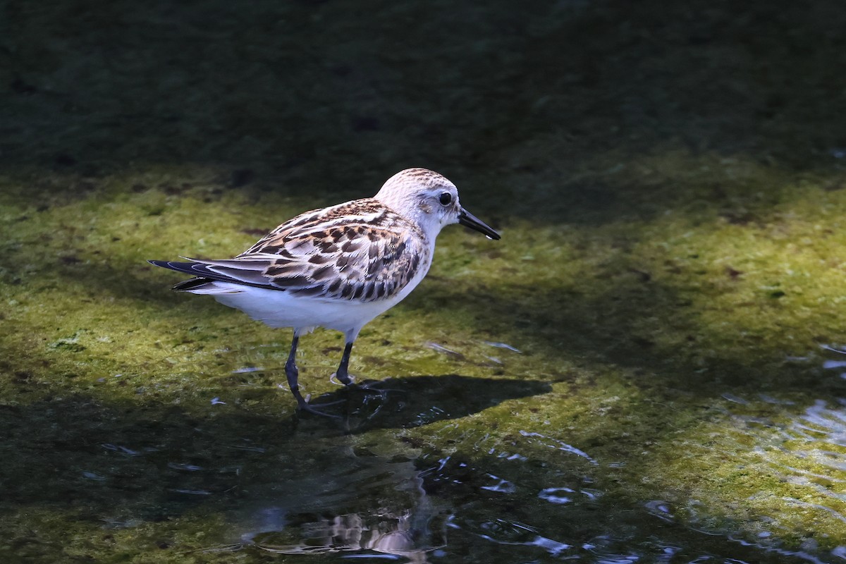 Little Stint - ML647744929