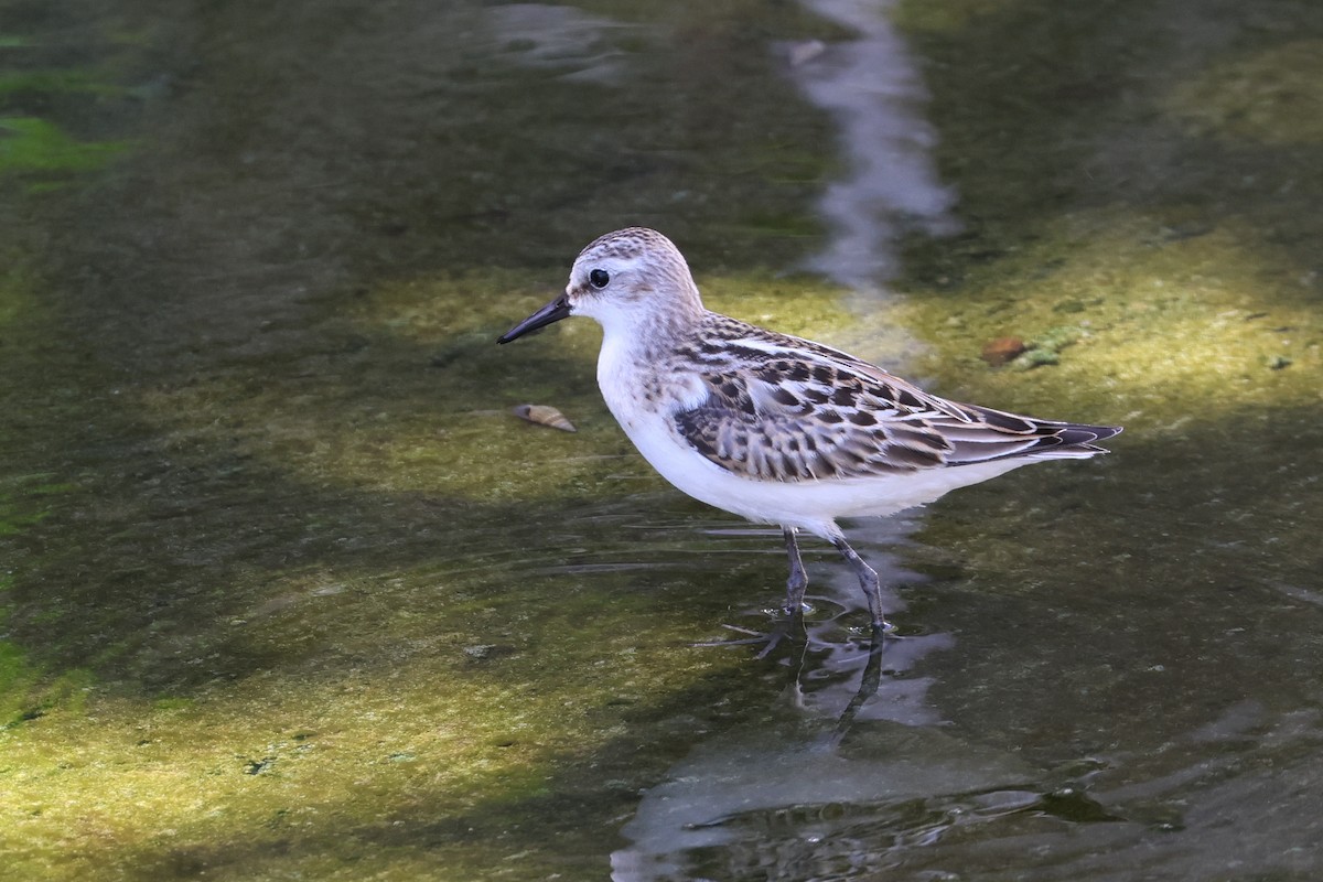 Little Stint - ML647744930