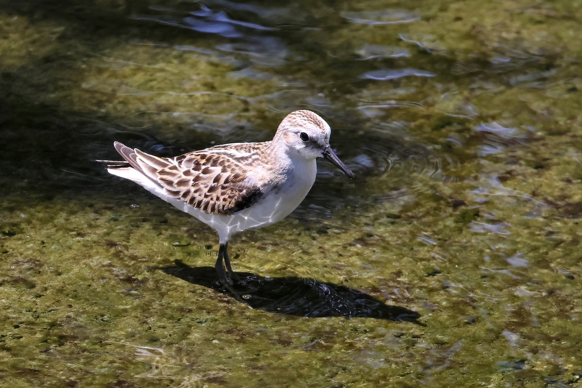Little Stint - ML647744931
