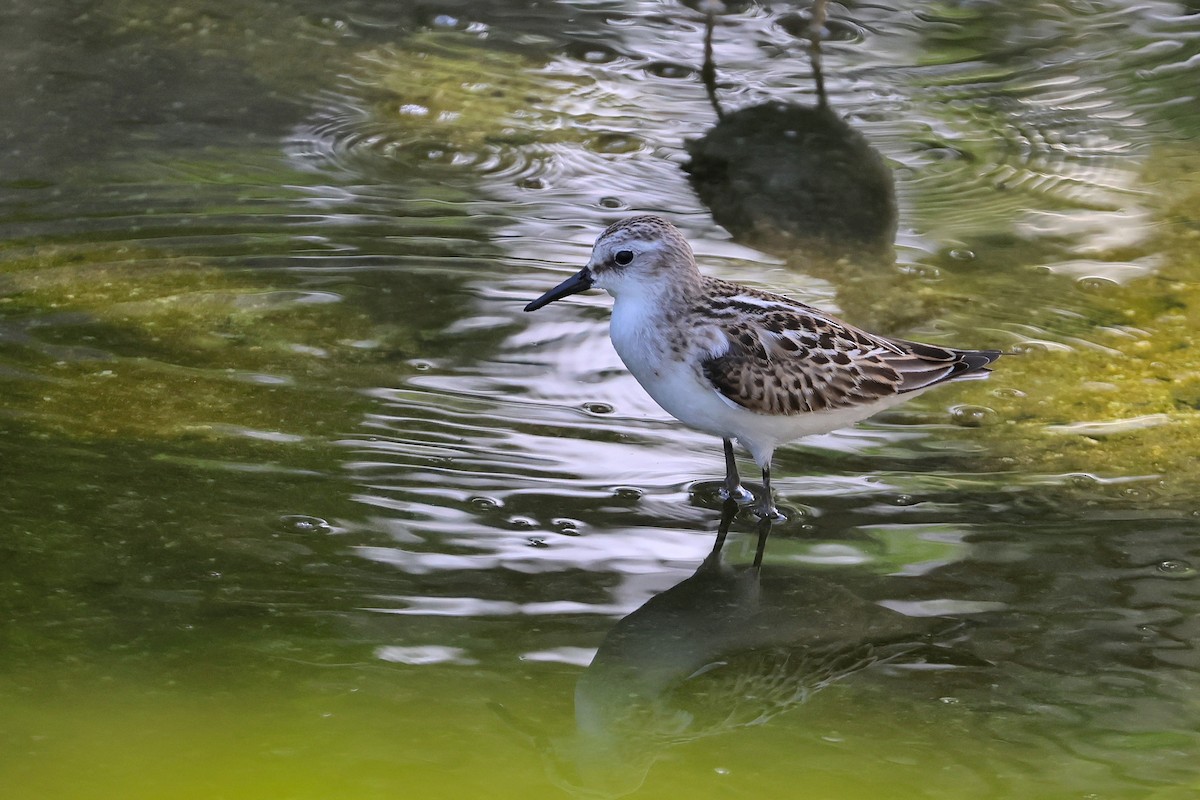 Little Stint - ML647744932