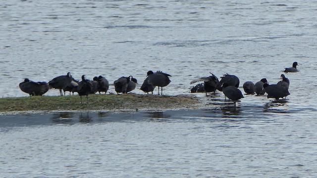 白冠雞 - ML647744943