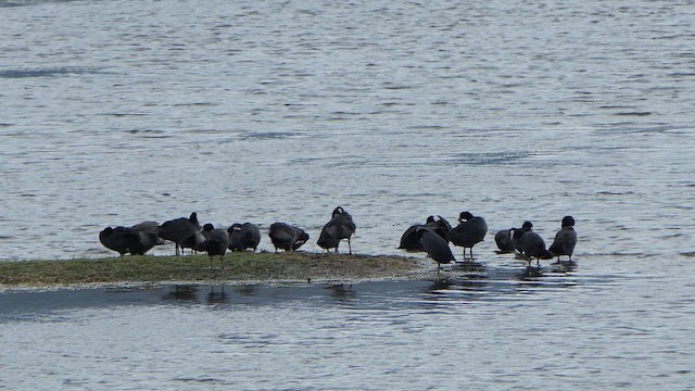 白冠雞 - ML647744946