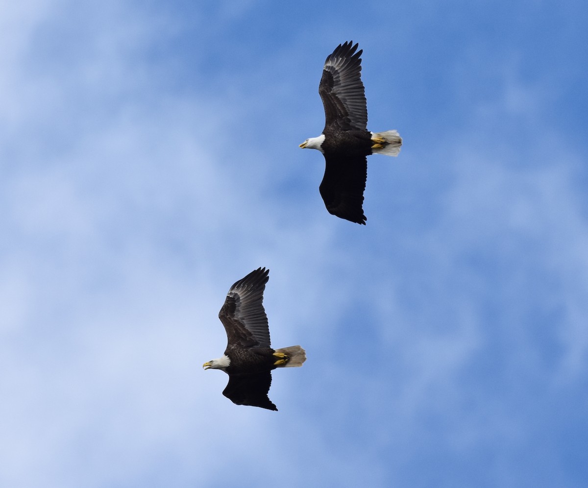 Bald Eagle - ML647744950