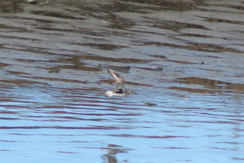 ダイゼン - ML647744961